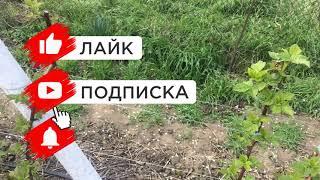 Малина Маравилла. Весна 2023 г.