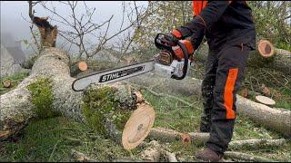 New Stihl MS661 C Chainsaw cutting Ash for Firewood