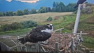 Explore Charlo Osprey cam the  C's riled up over something