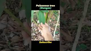 Poisonous Tree (Dungas)