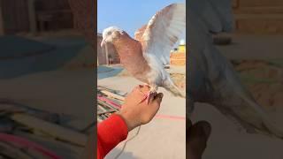 Hand tame pigeon ️️ #youtubeshorts #shorts #viral #viralvideo