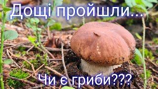 Дощі пройшли... Чи є гриби???