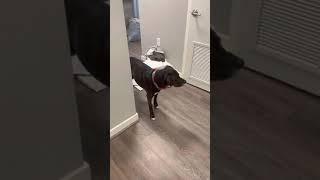 Dog living with noise over 85 dB