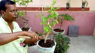 How to make a bonsai Clitoria ternatea plant