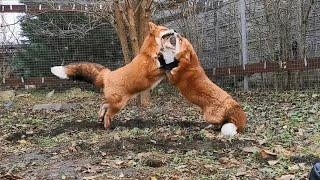 Playful and joyful red foxes