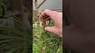 How to Candle a Mugo Pine Shrub #arboristtips