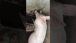 Pigs Drinking Nipples