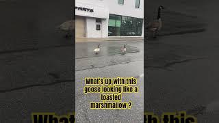 Talk to me Goose!