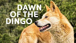 Dingoes: The Fierce Underdogs Of The Australian Wild!