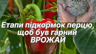 Чим підкормити перець після висадки у відкритий грунт?Вирощування перцю в Україні