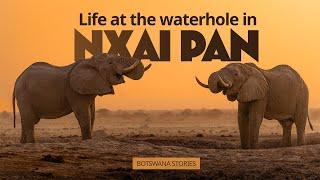 Waterhole Wildlife Watching in the Kalahari Desert: Nxai Pan, Botswana