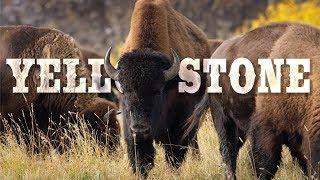 Yellowstone National Park in 8K 60P (FUHD)