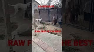 #bando4life #dogopower RAW FEED IS THE BEST FEED