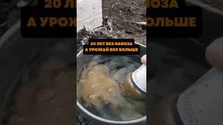 20 лет без навоза,а урожай все больше#дача#сад
