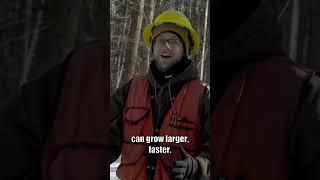 Thinning Forests