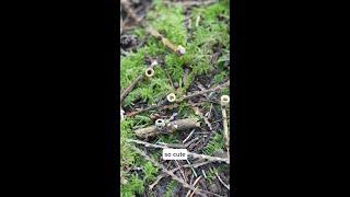 Bird’s Nest fungi or Frog Pipe?