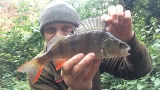  Perch fishing with prawn on a pool