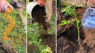 Plant Tomatoes THIS Way for a HUGE Harvest!  (Secret Fertilizer Recipe Inside!)