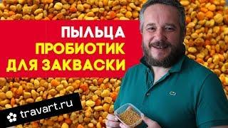 Пыльца - пробиотик для закваски. Траварт