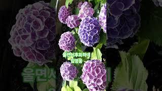 #울면서후회하네 #임영웅 #인생힐링 #수국꽃