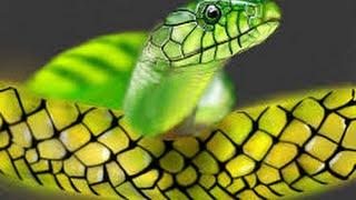 Snake as a Totem: Personality Characteristics and Life-Path Lessons