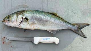 How To Fillet & Clean Bluefish!