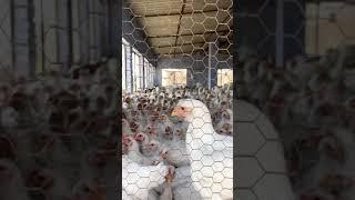 Noisy Chickens in a Poultry farm