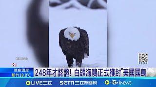 248年才認證! 白頭海鵰正式獲封"美國國鳥" 拜登耶誕夜簽署法案 白頭海鵰定為"美國國鳥"│記者 黃瓊慧│國際焦點20250102│三立新聞台