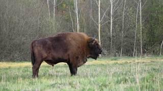 Elk and Bison/ Alces alces and Bison bonasus/ Białowieża Forest May 2020