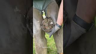 Who finds this satisfying? #farrier #asmr #satisfying #shorts #giveityourbestshort