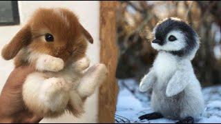 AWW Animale Atat de drăguțe! Cute baby animal Videos Compilation moment drăguț al animalelor #3