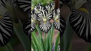 Stripe of elegance: growing Zebra Iris plant #plants #garden #nature #floweringvine
