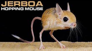 JERBOA - Hopping Desert Rodent, Cute But Deadly!!