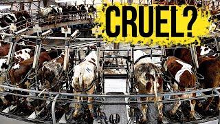 The Cruel Reality of Dairy Farms | Is Drinking Cow Milk Ethical? | Milk Production | ENDEVR Explains