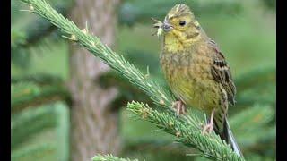 Yellowhammer - song/call - Goldammer