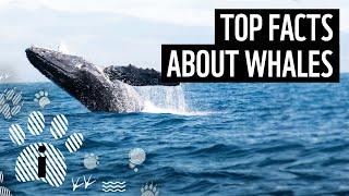 Top 10 Whale Facts | Animal Fun Facts | WWF