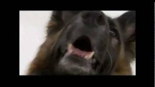 Dogs 101 - German Shepherd