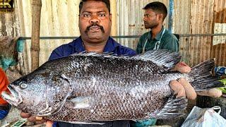 KASIMEDU  SPEED SELVAM | HUGE SEA BASS FISH CUTTING VIDEO | 4K VIDEO | KM FISH CUTTING