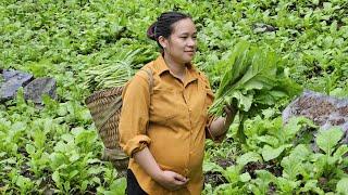 Harvest Green Vegetables Goes To Market Sell - Cooking - Garden / Ly Thi Ca