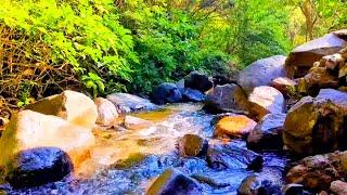 Mountain River Water & Birdsong,Relaxing Nature Sounds for Deep Relaxation,water splash sound effect