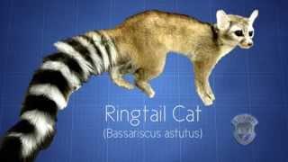 Ringtail Cat in SouthernTwin Falls, Idaho - idahofishgame