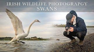 Irish Wildlife Photography - Swans at the estuary