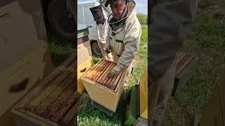 Корпус в разрез ! #пчеловодство #beekeeper #пчёлы #bee #2024 #honey #beekeeping