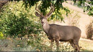 How To Protect Trees from Deer and Wildlife