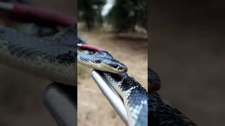sind krait snake #krait #snake #viral