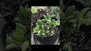 GROW A WINTER GARDEN IN YOUR GARAGE  I put struggling lettuce and spinach under grow lights 