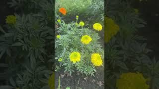 #my marigold collection#beautiful #zone3garden#flowers#home  #shorts