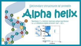 Alpha helix || secondary structure of protein