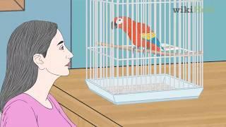 How to Care for a Parrot