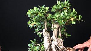 When should you defoliate a ficus bonsai tree? Ficus Microcarpa Banyan Style